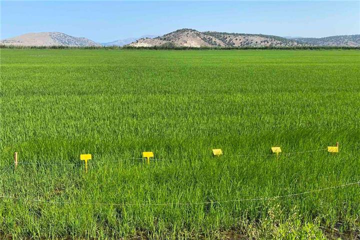 Rapid method for the in-situ evaluation of herbicides' performance