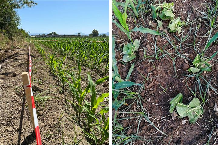 Evaluation of the efficacy of halosulfuron against weeds in maize crop
