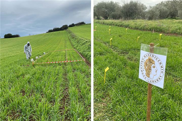 Quick-test for the optimization of herbicide use & in-season recommendations to the farmers