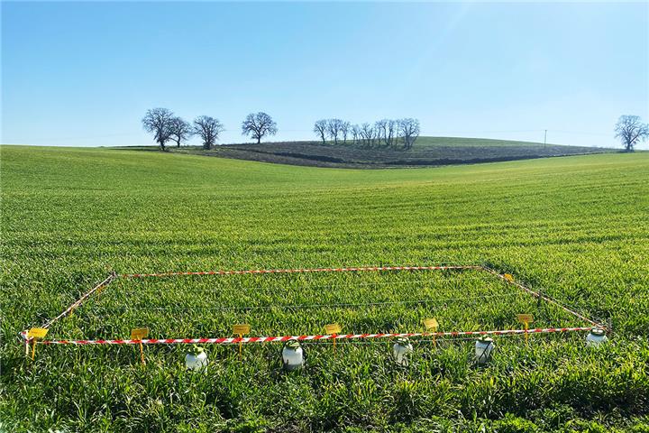 Quick-test for the optimization of herbicide use & in-season recommendations to the farmers