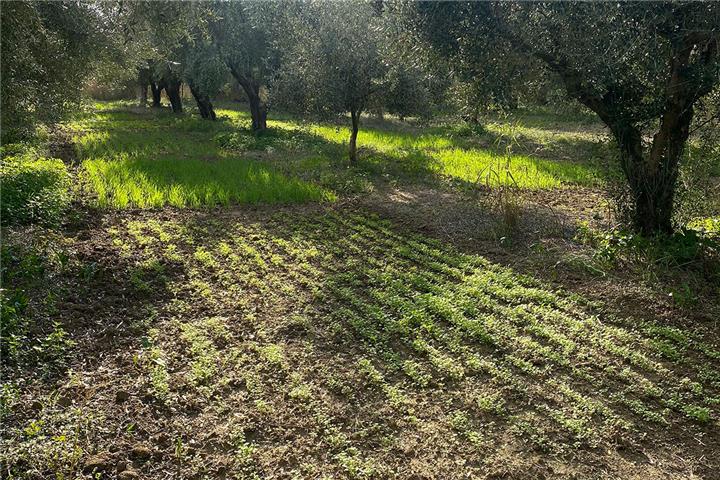 Agroecological weed and crop management